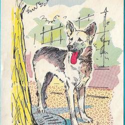 Carte Postale Berger Allemand 9
