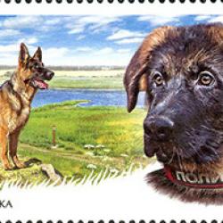 German Shepherd Russia 2016