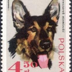 Timbre Berger Allemand 15