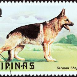 Timbre Berger Allemand 18