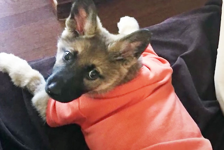 Starfish la petite étoile de mer qui ne voulait pas mourir