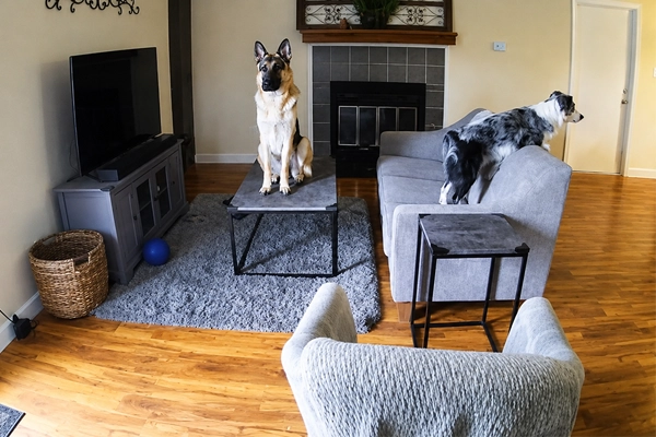 Garder un œil sur son chien à distance : la solution simple et accessible