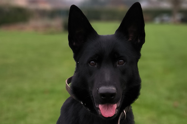 Swatie la chienne gendarme sauve une vie.