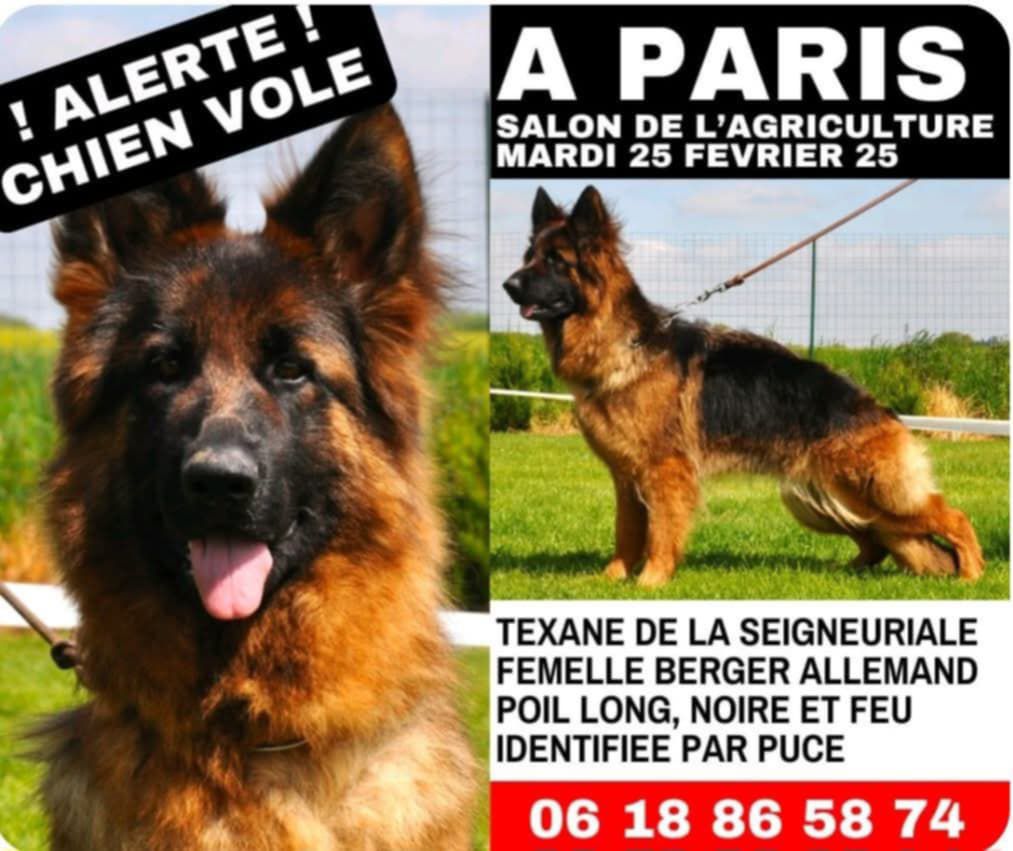 texane chien vole salon
