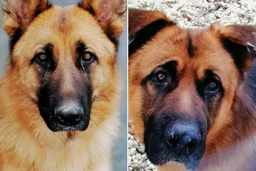 Appel à témoin pour Thor et Bella exécutés à Saint-Sauveur-d'Aunis 17540