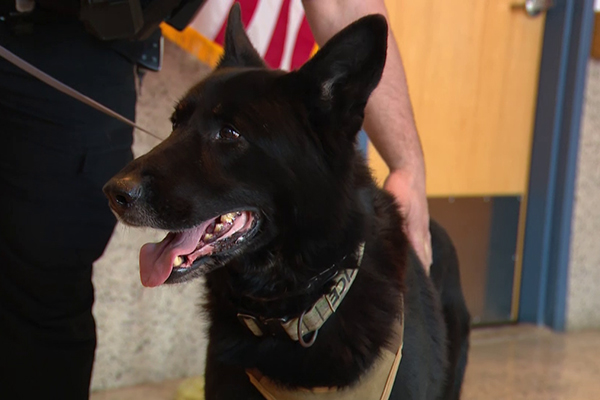 Titan, le berger allemand de la police de Milford, , s’est illustré par sa réactivité et son efficacité.