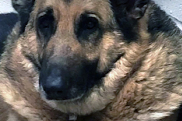 Tony le berger allemand a perdu 23 kilos