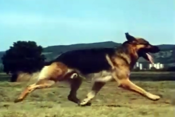 Le trot du Berger Allemand : comprendre une mécanique d’exception