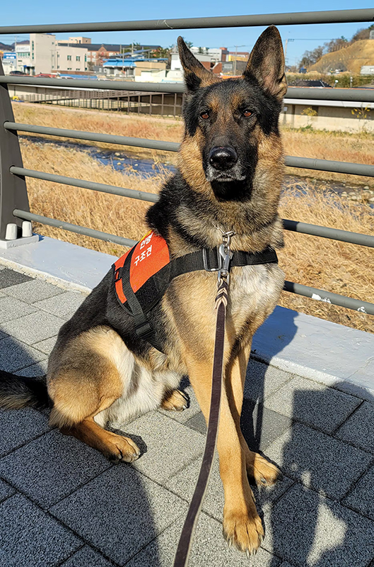 Turi, le chien de sauvetage qui retrouve une adolescente autiste disparue en montagne