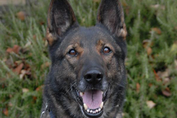 Médaille pour Ulka, chienne de la Gendarmerie de la Haute-Garonne