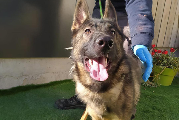 Uvayante recluse dans une salle de bain à Hénin-Beaumont (62).