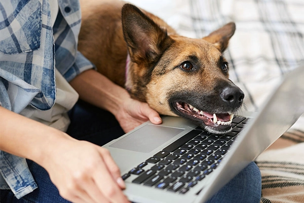 « Mon chien est malade » : le piège des conseils santé sur les réseaux sociaux