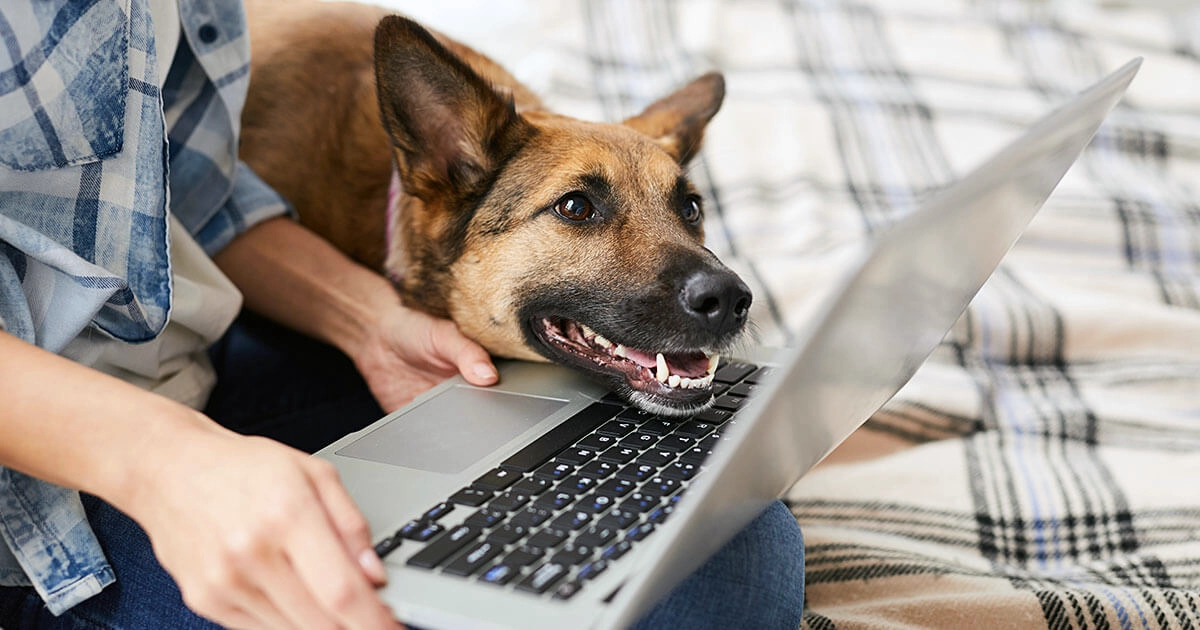 « Mon chien est malade » : le piège des conseils santé sur les réseaux sociaux