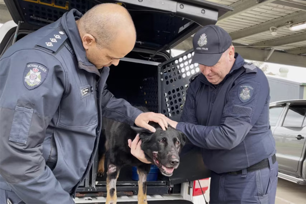 Rocco, le chien policier miraculé après un terrible accident à Melbourne