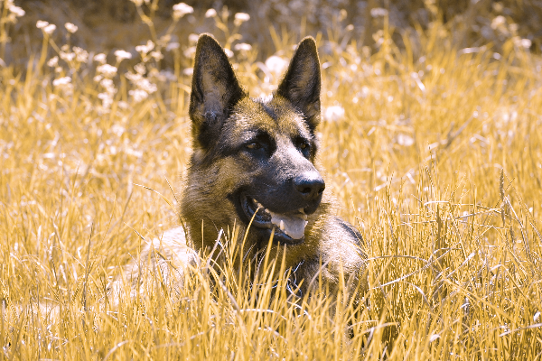 Comment les chiens voient-ils le monde ?