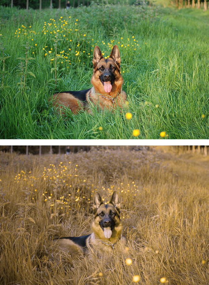 Comment les chiens voient-ils le monde ? En haut : vision humaine. En bas : vision canine.