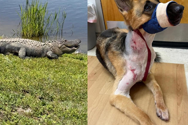 Un chien survit à une attaque d’alligator en Floride