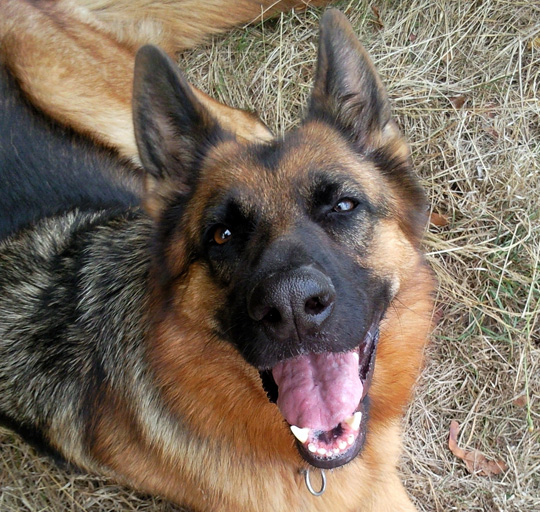 zoomies berger allemand 01